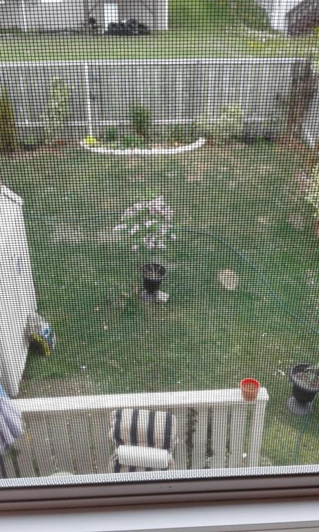 Cozy Pet Friendly Home St. John's Εξωτερικό φωτογραφία
